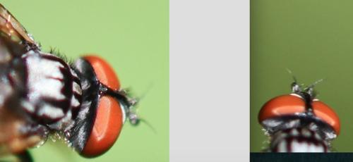 Phasia obesa